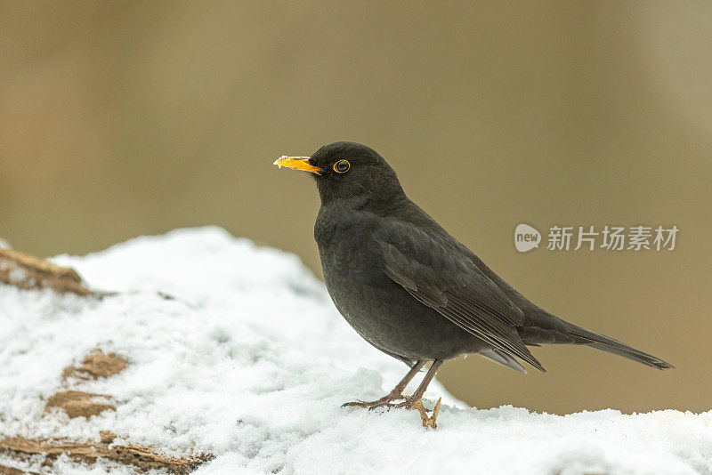 雄性黑鹂(Turdus merula)